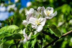 fotografie Aan thema mooi fruit Afdeling appel boom met natuurlijk bladeren onder schoon lucht foto