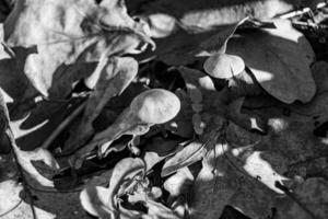 fotografie naar thema groot mooi giftig paddestoel in Woud Aan bladeren achtergrond foto