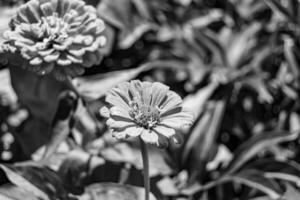 mooi wild groeit bloem zinnia elegans Aan achtergrond weide foto