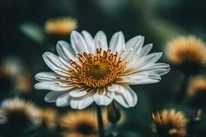 ai gegenereerd een wit bloem met geel centra is getoond in de midden- van een veld- foto