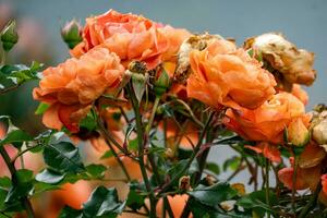 bloemen in de herfst zon foto