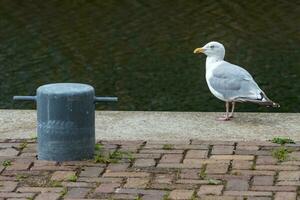 zeemeeuw op de pier foto