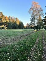 een aarde weg in een veld- met bomen en gras foto