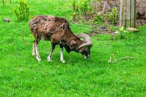 moeflon, ovis orientalis Musimon in de verandering van jas begrazing Aan een groen veld- foto