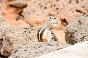 een chipmunk zittend Aan een rots foto