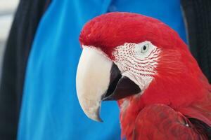 detailopname kleurrijk rood groen ara papegaai vogel Aan persoon hand- foto