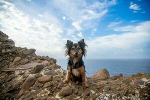 een klein hond zittend Aan de rand van een klif, met de middellandse Zee zee en een bewolkt lucht in de achtergrond. de hond is zwart en bruin en heeft rechtop staan oren. foto