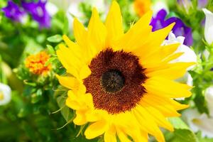 een mooi bloesem van een zonnebloem en divers andere planten en bloemen in de achtergrond foto