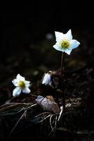 helleborus niger witte bloem foto