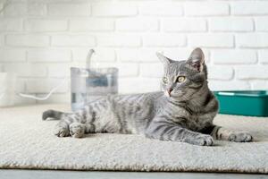 detailopname van schattig grijs kat aan het liegen Aan tapijt in de buurt huisdier fontein foto