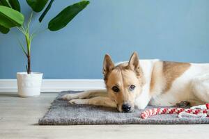 aanbiddelijk hond slapen Aan de tapijt De volgende naar de favoriete speelgoed- foto