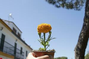 een hand- Holding een pot met de goudsbloem bloem. Tagetes erectie, algemeen gebeld Afrikaantje, is een soorten van de asteraceae familie. foto