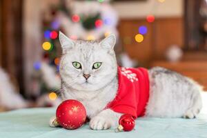 gekleed net zo de kerstman claus, een kat met een feestelijk humeur zit De volgende Kerstmis boom foto