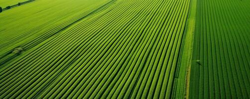 ai gegenereerd hoog resolutie antenne beeldmateriaal groen veld- foto