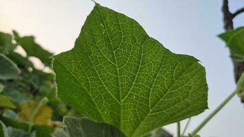 een dichtbij omhoog beeld van groen achterkant blad van groente fabriek. foto