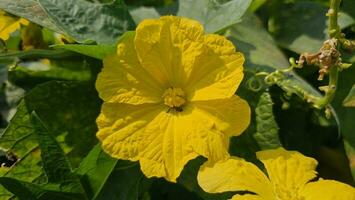 spons kalebas bloemen Aan de fabriek. luffa spons kalebas bloem in geel kleur en groente fabriek. foto