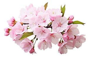 ai gegenereerd kers bloesem geïsoleerd Aan wit achtergrond. roze sakura bloemen, kers bloesem sakura geïsoleerd Aan een wit achtergrond met een knipsel pad, ai gegenereerd foto