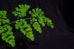 moringa bladeren Aan een zwart achtergrond foto