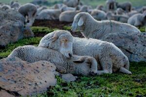 kudde van schapen begrazing Aan de berg schapen knuffelen samen in de verkoudheid het weer. landschap in Kasjmir Indië foto
