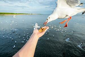 hand- voeden varkensvlees tussendoortje met meeuwen foto