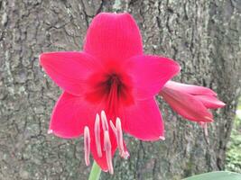 helder rood amaryllis bloem met hibiscus bladeren geïsoleerd Aan schors structuur achtergrond. amaryllis is ook bekend net zo de belladonna lelie, of een amarillo. foto