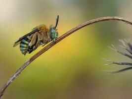 macro detailopname van een geel insect vleugel in dieren in het wild foto