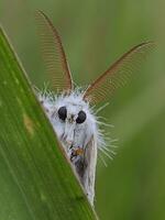 alleen insect met dieren in het wild detail in macro fotografie foto