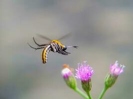 detailopname van een bloeiende bloem met een insect Aan haar bloemblad foto