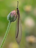 delicaat breekbaarheid in dieren in het wild schoonheid van natuur foto