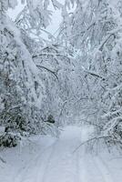 ai gegenereerd winter eenzaamheid sneeuw gekleed Woud pad foto