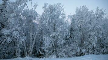 ai gegenereerd ijzig winter kalmte Bij schemering foto