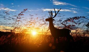 silhouet van hert met gewei in weide veld- tegen lucht zonsopkomst achtergrond. dieren in het wild behoud concept foto