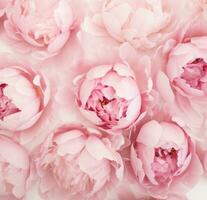 ai gegenereerd roze pioen bloemen Aan een wit achtergrond foto