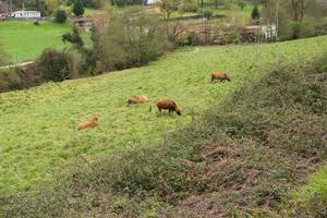 bruine koeien die gras eten in de groene velden in de buurt van oviedo, asturias, spanje foto