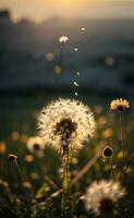 ai gegenereerd paardebloem zaad hoofd verlicht door de instelling zon, met een warm gouden uur gloed generatief door ai foto