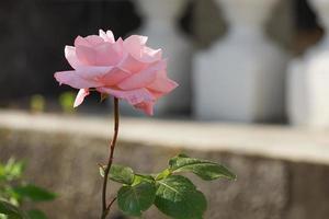 roze roze bloem op onscherpe groene achtergrond. foto