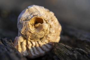 stilleven met schelpen op een onscherpe achtergrond foto