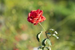 rode roos bloemen close-up op een onscherpe achtergrond foto