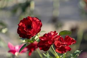 rode roos bloemen close-up op een onscherpe achtergrond foto
