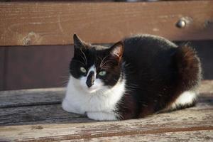 portret van een zwart-witte kat foto