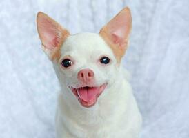 schattig pluizig chihuahua hond Aan een wit achtergrond. schattig huisdieren foto