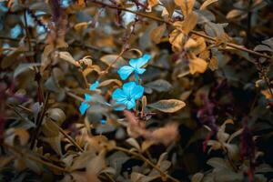 dichtbij omhoog blauw grafiet weide wilde bloemen. platteland Bij herfst seizoen. tuin bloesem ochtend. foto