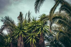 tropisch palm boom met blauw lucht en wolk concept foto. zomer vakantie en natuur reizen avontuur. foto