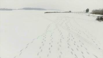voetafdrukken in de sneeuw. filmmateriaal. top visie Aan drie voetafdrukken in de ijzig sneeuw Aan een zonnig dag foto