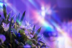 bloemen in rozemarijn tegen de backdrop van helder iriserend stadium lichten. foto