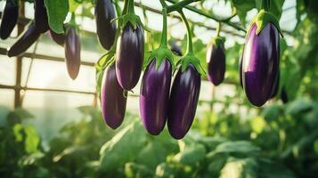 ai gegenereerd rijp eierplant toenemen Aan takken in boerderij kas foto