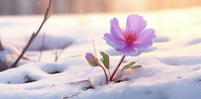 ai gegenereerd de zon balken naar beneden Aan sneeuw en een Purper bloem, foto