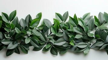 ai gegenereerd groen blad arrangement met groen achtergrond en geïsoleerd Aan wit achtergrond foto