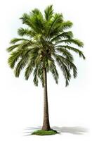 ai gegenereerd de palm boom geïsoleerd Aan wit, foto