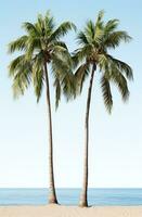 ai gegenereerd drie eenzaam palm bomen zijn geplaatst samen, met linterna en wit achtergrond foto